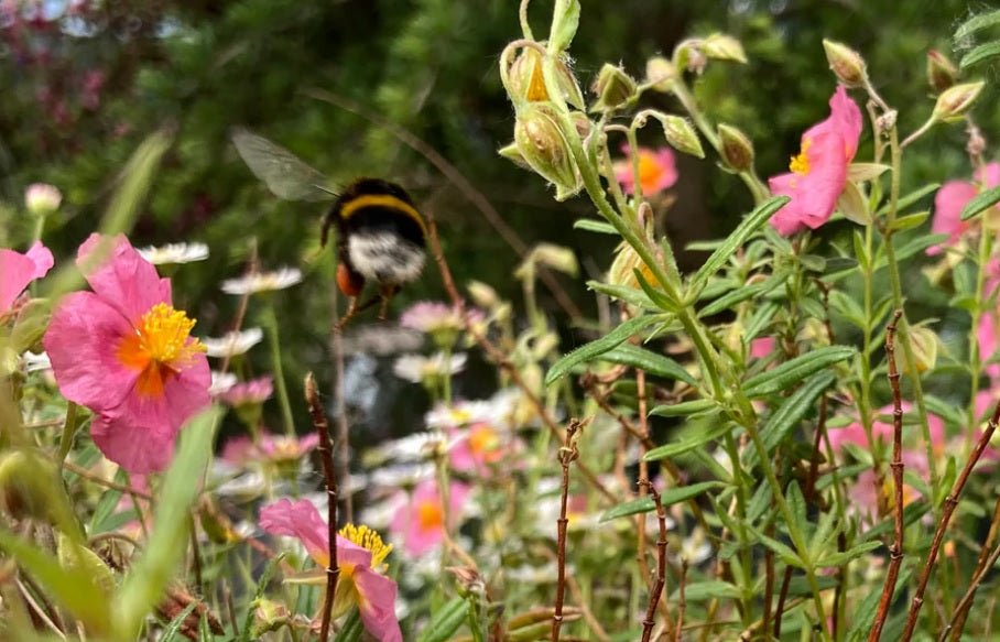 Gødning af planter i selvvandingskrukker med kapillær funktion