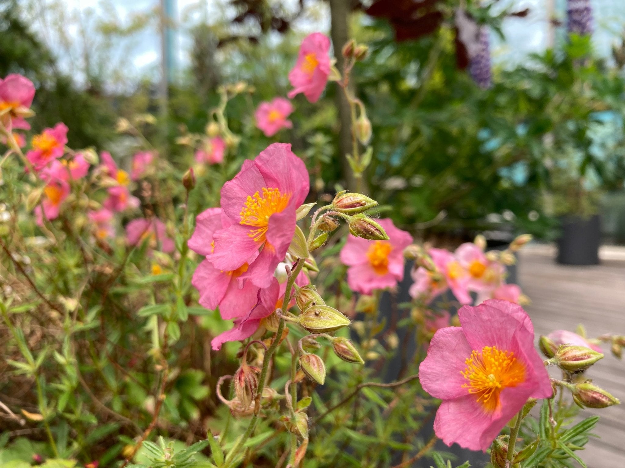 Planter til altankasser og mindre krukker uden selvvanding