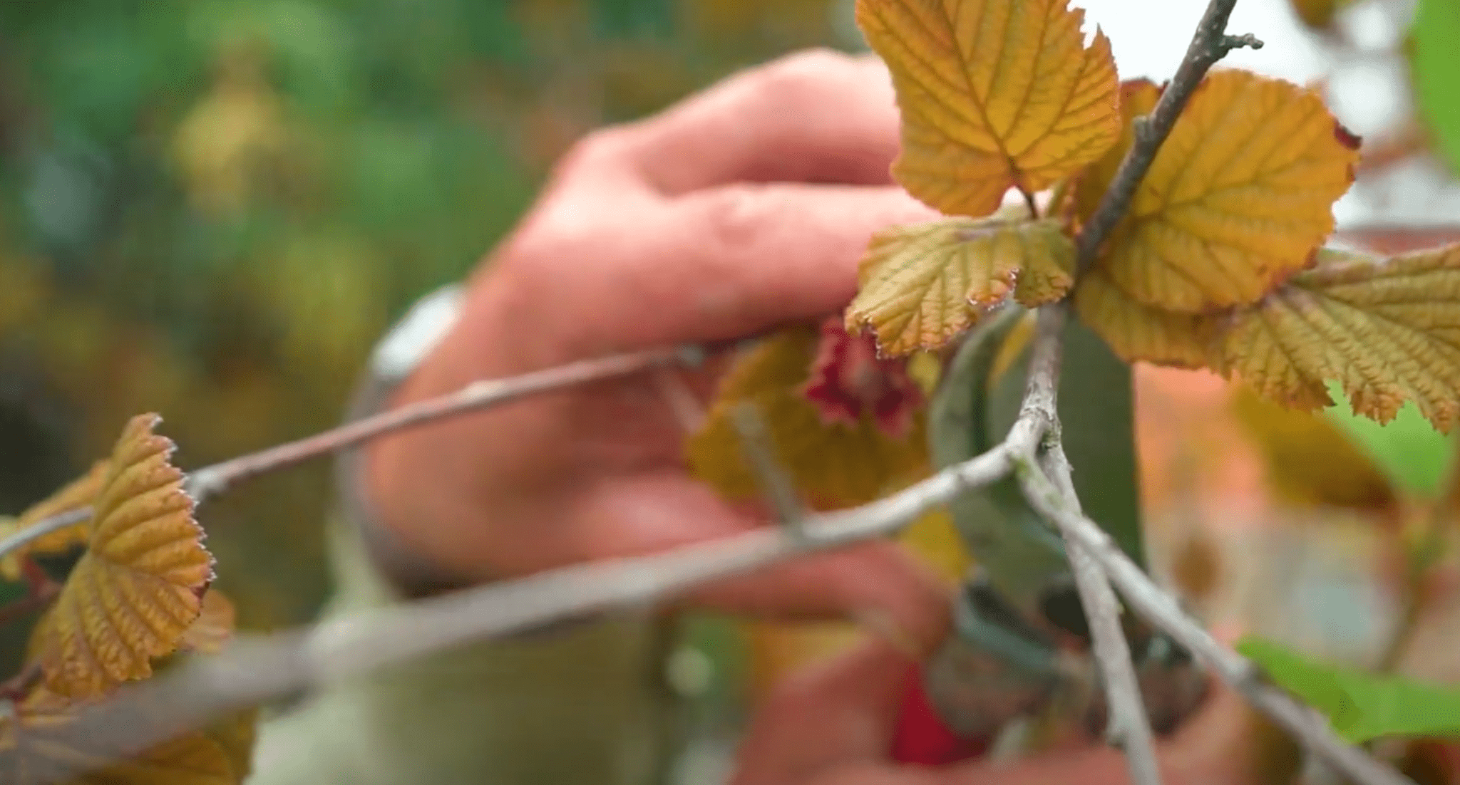 Video: Beskæring af planter på altanen og i haven