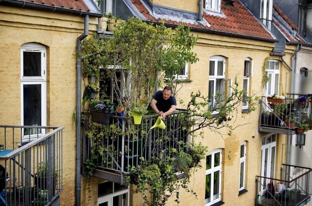 Sådan dyrker du dine egne fødevarer i byen