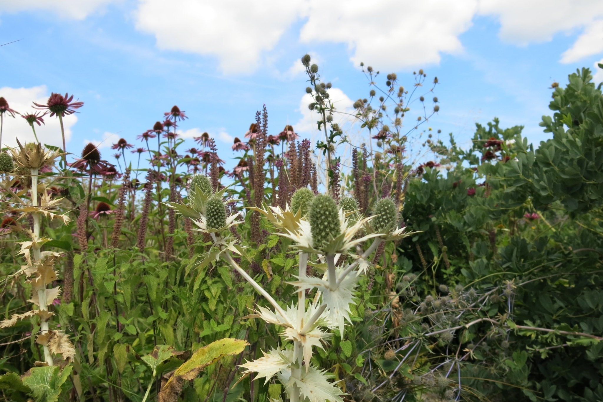 Valg af tørkeresistente planter