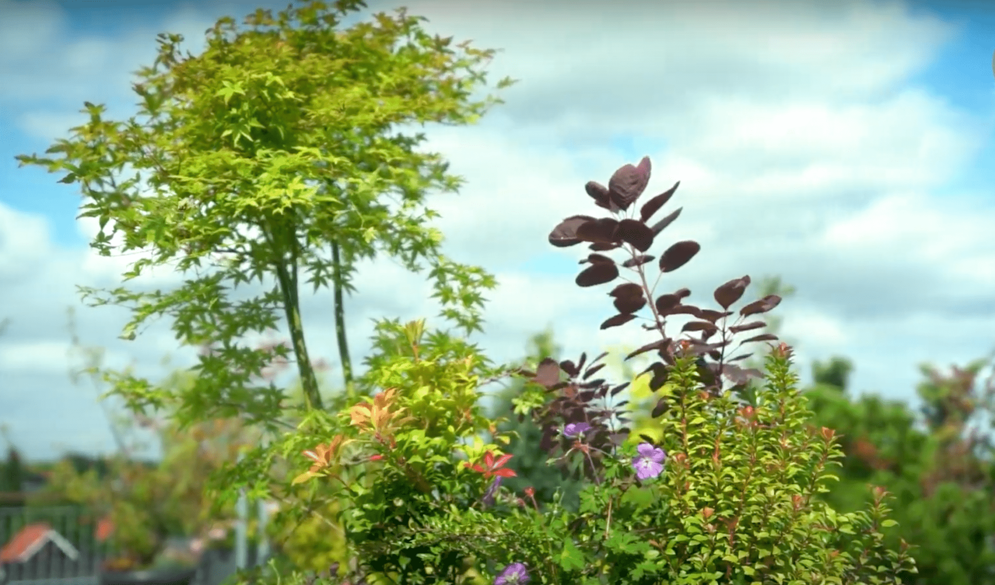Video: En lille tempelhave gør dig naturforelsket