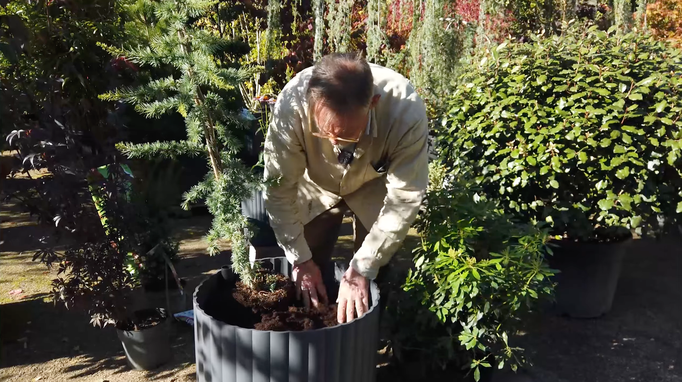 Video: Sådan planter du lommer af jord