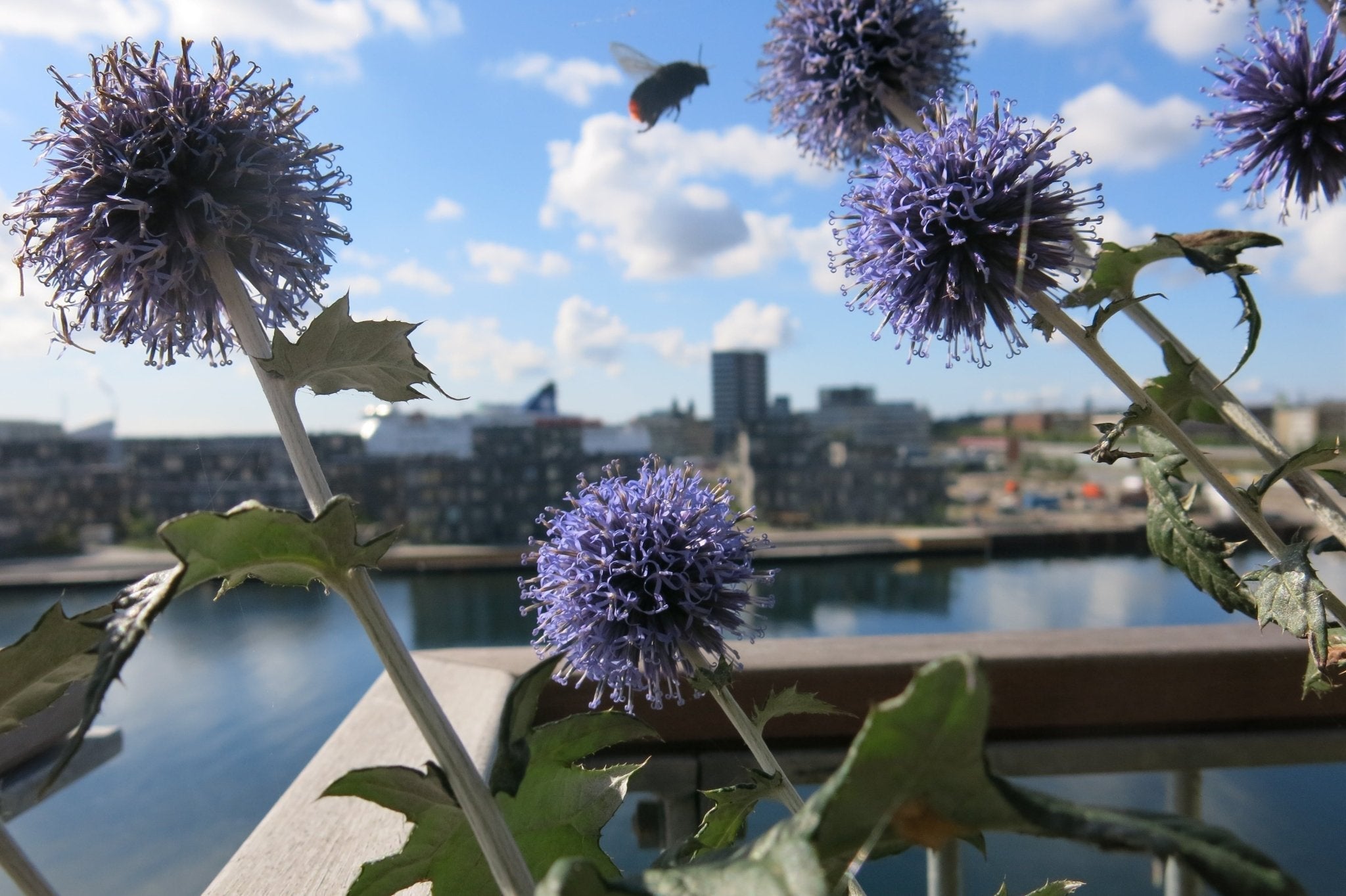 Valg af vindstærke planter