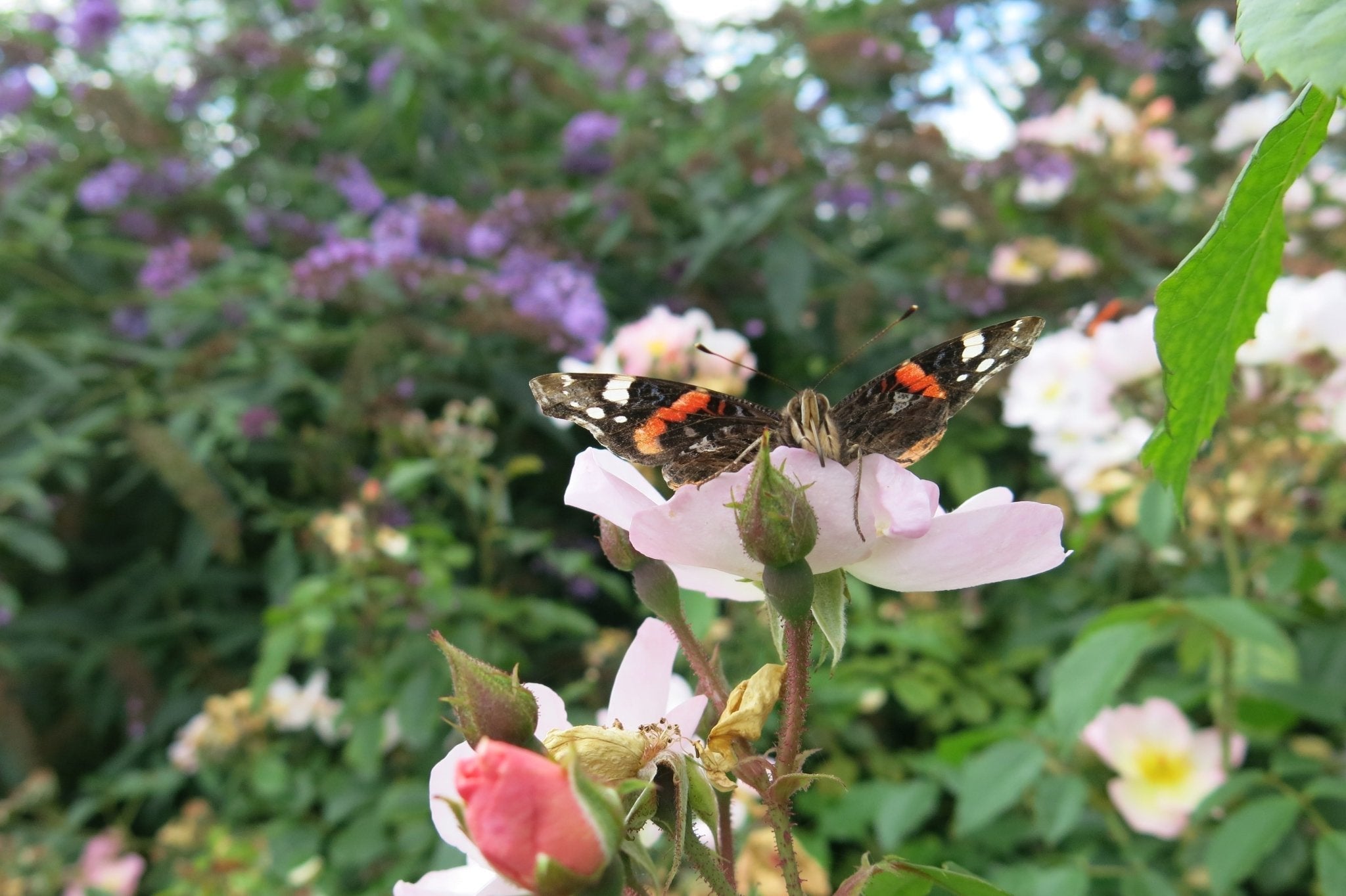 Sommerfugle og insekthaven – med masser af farver, vilde buske og utæmmet ukrudt