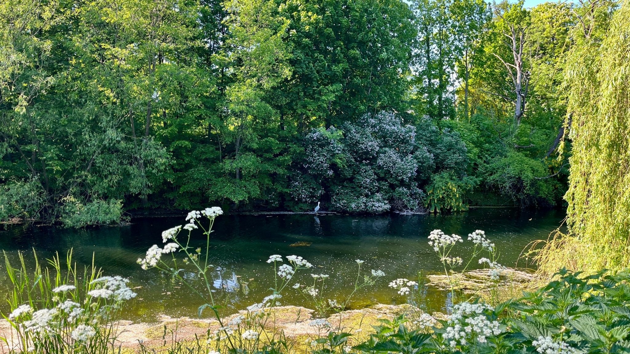 Fytoremediering – Naturens egen metode til genopretning af balancen i dit nærmiljø