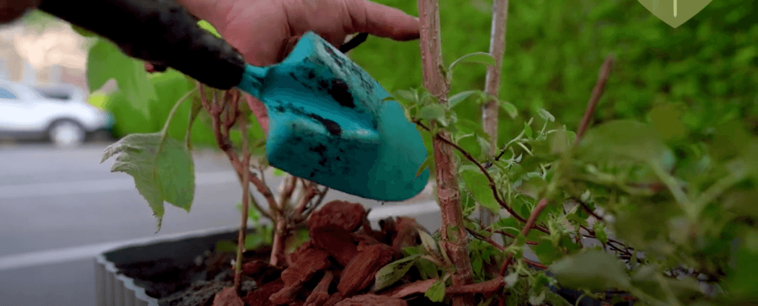 NEM GUIDE - Sådan vander du og undgår jordsnyd efter du har plantet i dine selvvandingskrukker