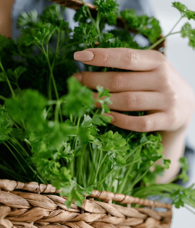 Dyrkning af Spiselige Planter Indendørs: En Guide til Hjemmegartnere