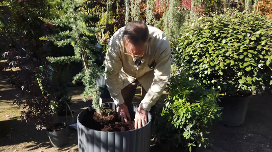 Video: Sådan planter du lommer af jord