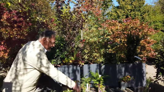 Video: Ingen sol? Intet problem!