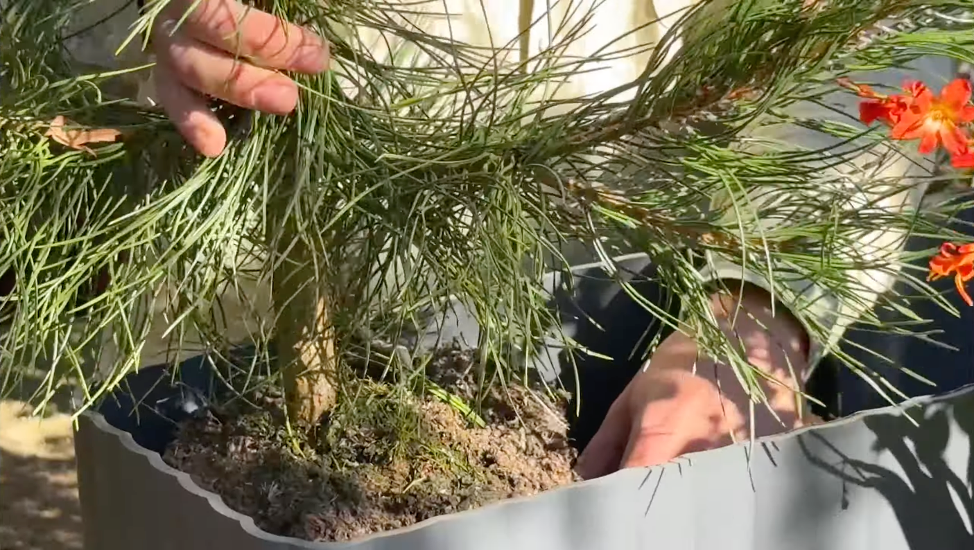 Video: Sådan planter du tørkeresistent