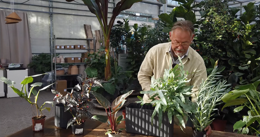 Video: Sådan skaber du en jungle i stuen