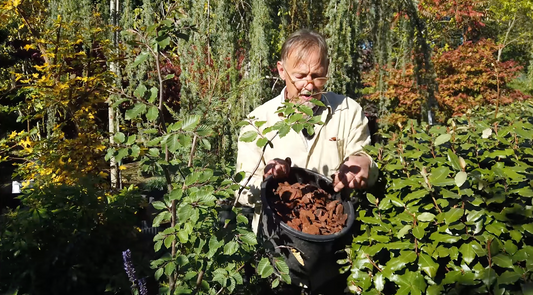 Video: Derfor skal du plante tæt i krukker